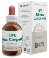 Ulmus Minor Field Iep 50 ml