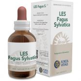 Fagus Sylvatica beuken 50 ml